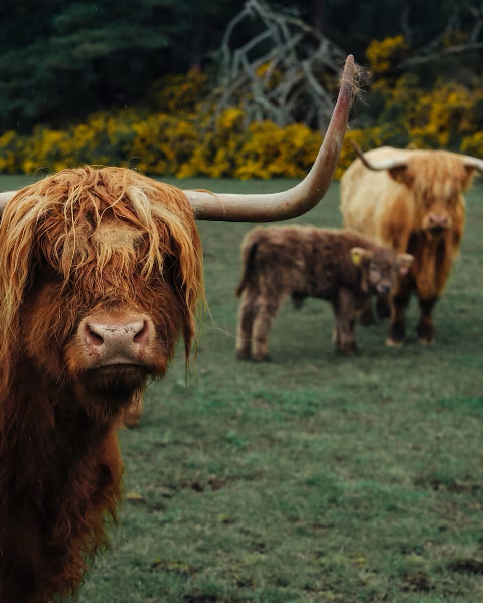 Taste of the Highlands